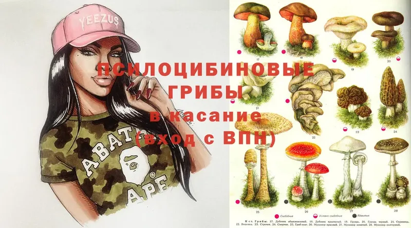 Галлюциногенные грибы Psilocybe  Дальнегорск 